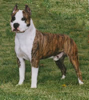 Ch. Chronos Tempus Fugit DNA